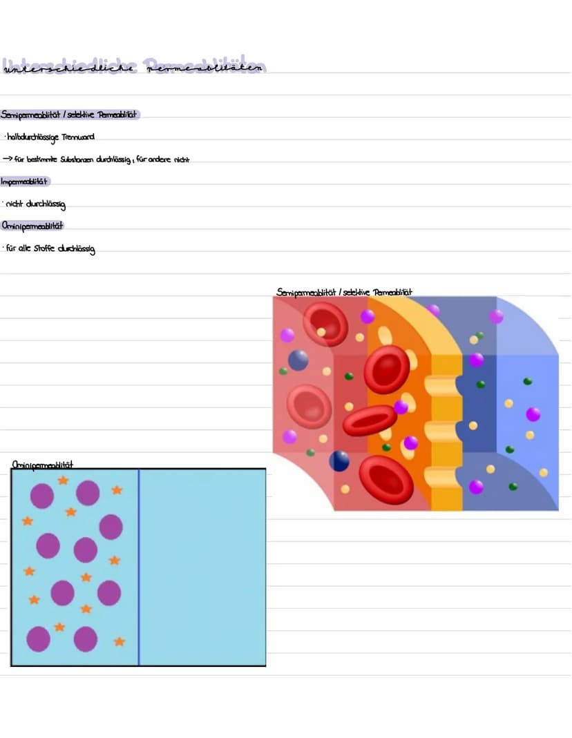 Die niere
}
100 Gliederung
1. Präparation Diere
2. Aufbau und Lage der Niere
3. Funktion der Niere
4. Bau, Funktion und Lage des Nephrons
5.