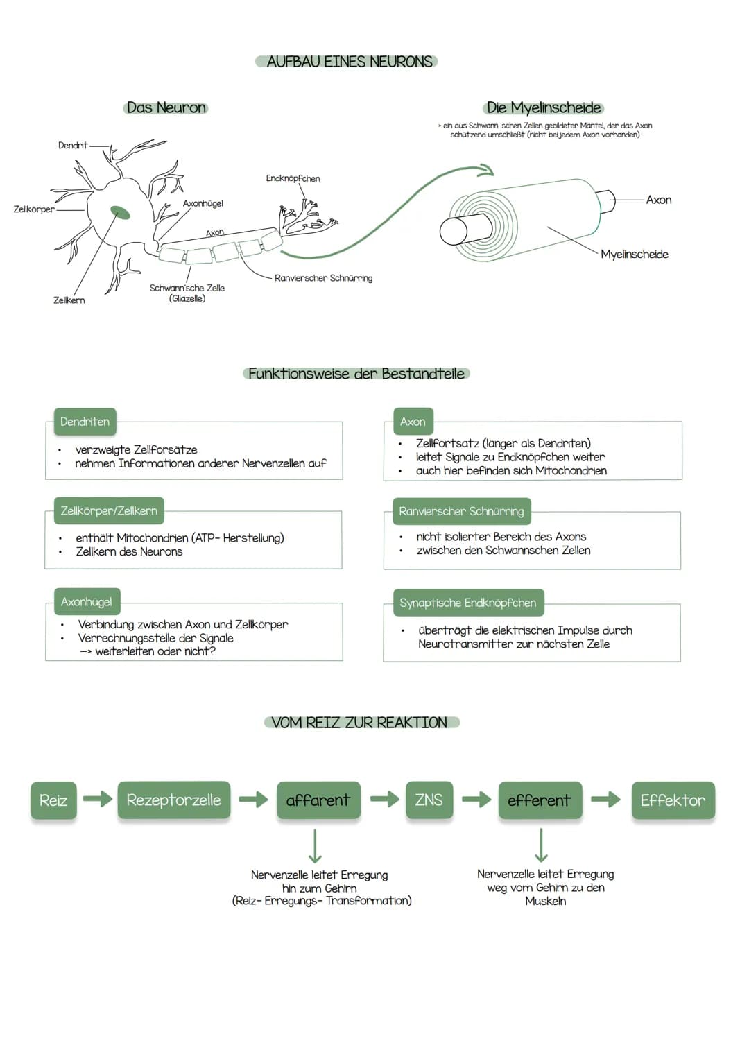 Zellkörper
Dendrit
Zellkern
Dendriten
Das Neuron
Axonhügel
Reiz
Axon
Schwann'sche Zelle
(Gliazelle)
AUFBAU EINES NEURONS
Endknöpfchen
Ranvie