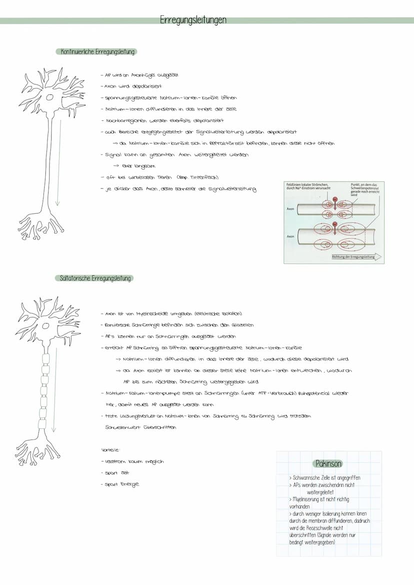 Zellkörper
Dendrit
Zellkern
Dendriten
Das Neuron
Axonhügel
Reiz
Axon
Schwann'sche Zelle
(Gliazelle)
AUFBAU EINES NEURONS
Endknöpfchen
Ranvie