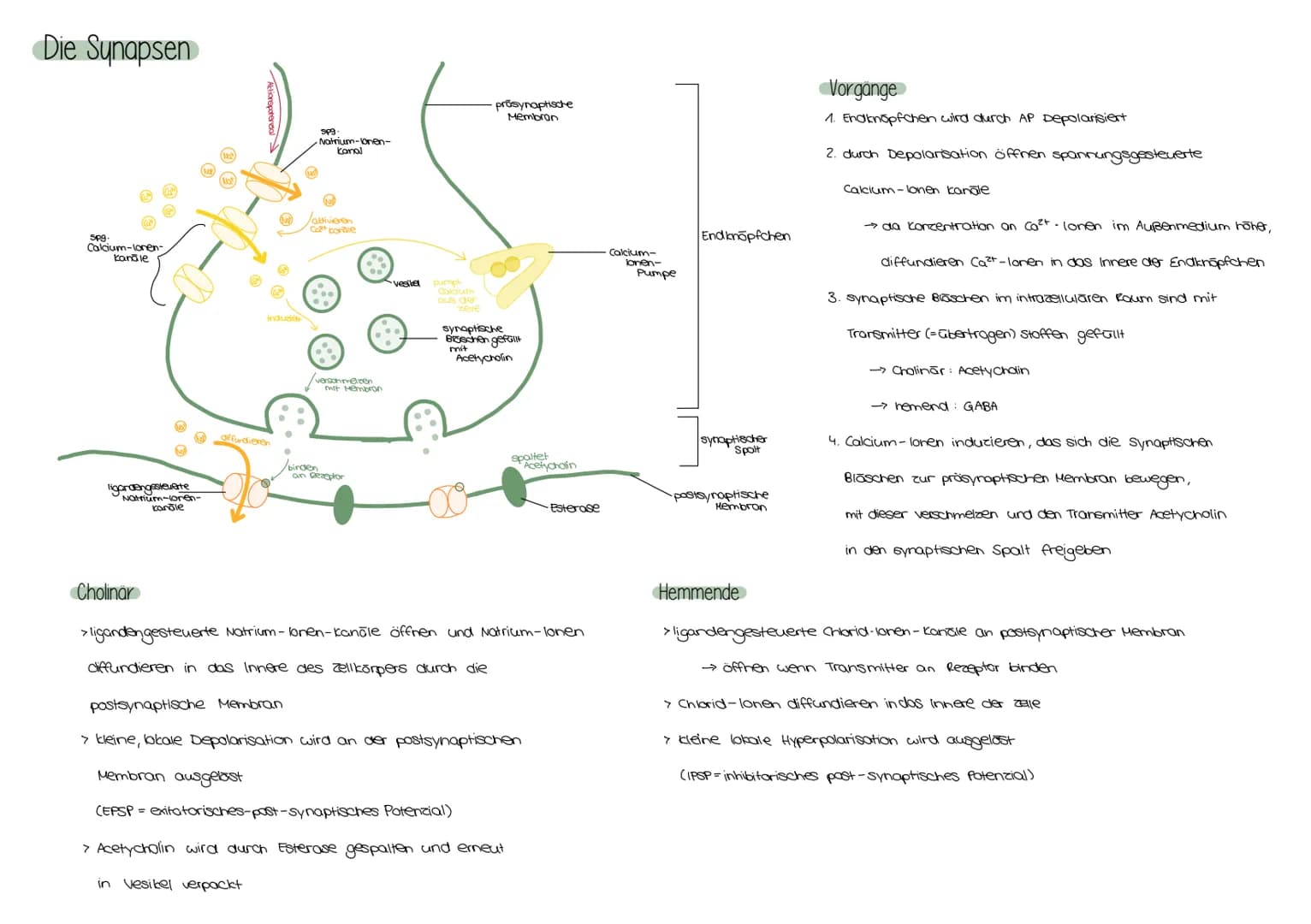 Zellkörper
Dendrit
Zellkern
Dendriten
Das Neuron
Axonhügel
Reiz
Axon
Schwann'sche Zelle
(Gliazelle)
AUFBAU EINES NEURONS
Endknöpfchen
Ranvie