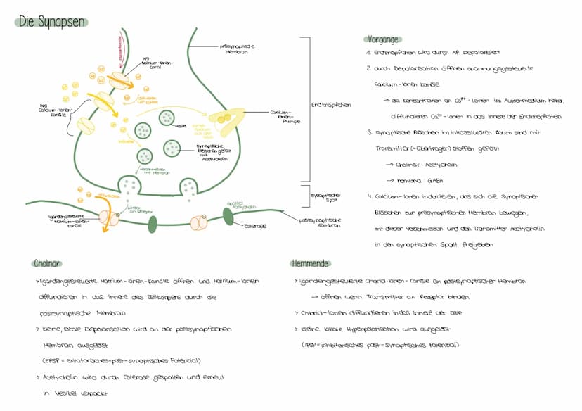 Zellkörper
Dendrit
Zellkern
Dendriten
Das Neuron
Axonhügel
Reiz
Axon
Schwann'sche Zelle
(Gliazelle)
AUFBAU EINES NEURONS
Endknöpfchen
Ranvie