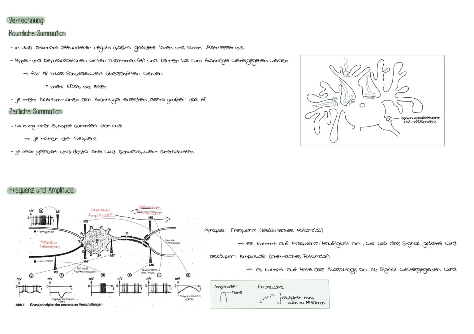Zellkörper
Dendrit
Zellkern
Dendriten
Das Neuron
Axonhügel
Reiz
Axon
Schwann'sche Zelle
(Gliazelle)
AUFBAU EINES NEURONS
Endknöpfchen
Ranvie