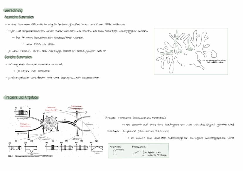 Zellkörper
Dendrit
Zellkern
Dendriten
Das Neuron
Axonhügel
Reiz
Axon
Schwann'sche Zelle
(Gliazelle)
AUFBAU EINES NEURONS
Endknöpfchen
Ranvie