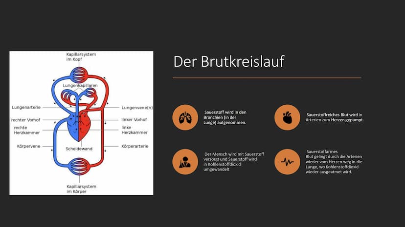 S
C
Das Blut
EINE PRÄSENTATION ERSTELLT
VON SERPIL BINDAL
25.05.2022 Inhalt
1. Was ist Blut?
2. Der Brutkreislauf
3. Die Bestandteile des Bl