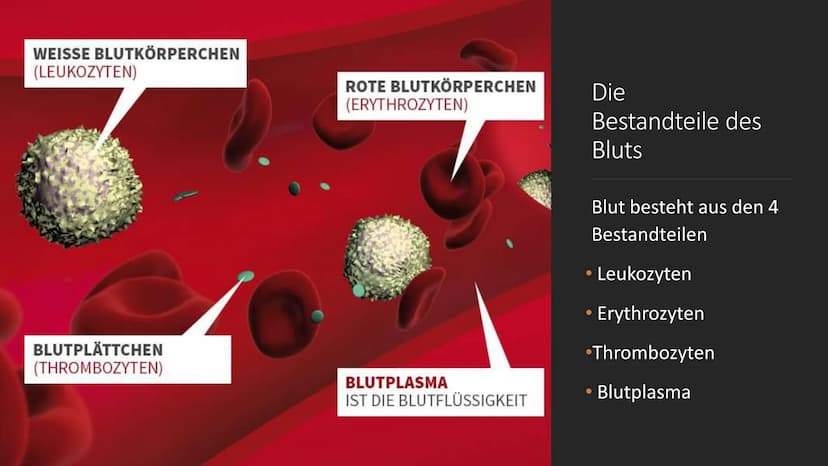 S
C
Das Blut
EINE PRÄSENTATION ERSTELLT
VON SERPIL BINDAL
25.05.2022 Inhalt
1. Was ist Blut?
2. Der Brutkreislauf
3. Die Bestandteile des Bl