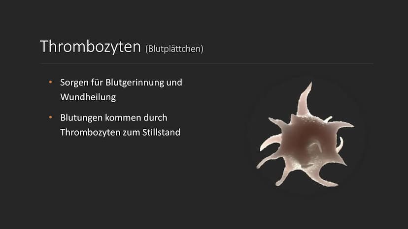 S
C
Das Blut
EINE PRÄSENTATION ERSTELLT
VON SERPIL BINDAL
25.05.2022 Inhalt
1. Was ist Blut?
2. Der Brutkreislauf
3. Die Bestandteile des Bl