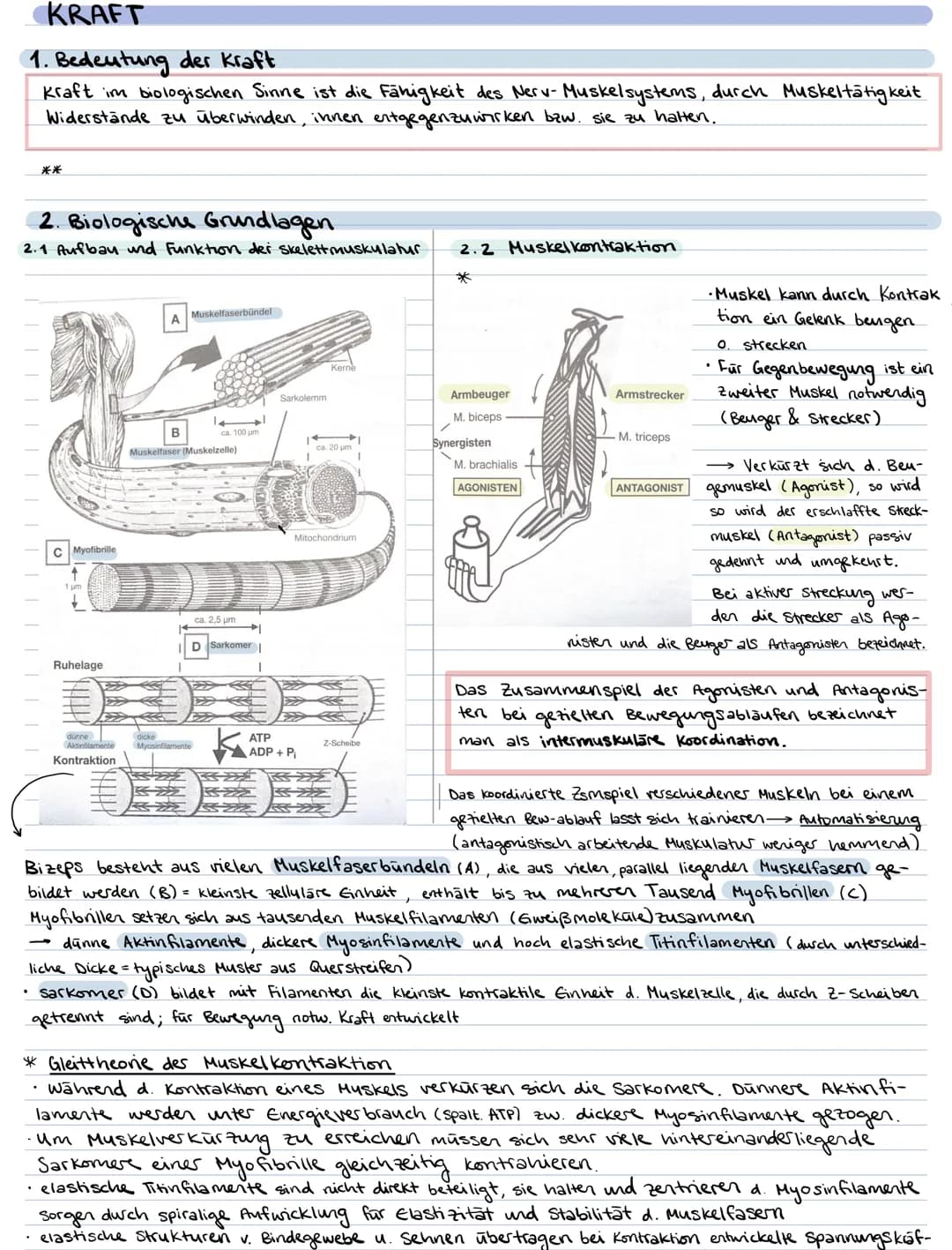 KRAFT
1. Bedeutung der Kraft
Kraft im biologischen Sinne ist die Fähigkeit des Nerv- Muskelsystems, durch Muskeltätigkeit
Widerstände zu übe