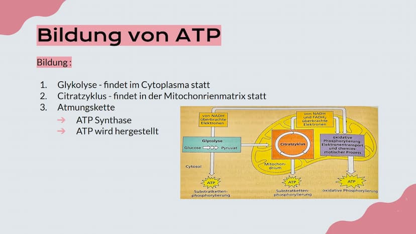 Mitochondrien
Präsentation von Lisa, Emma und Emely 1. Erklärung
2. Aufbau
№
Inhalt
3. Innere und Äußere Membran
4. Verschiedene Typen
5. Fu