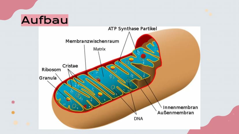 Mitochondrien
Präsentation von Lisa, Emma und Emely 1. Erklärung
2. Aufbau
№
Inhalt
3. Innere und Äußere Membran
4. Verschiedene Typen
5. Fu
