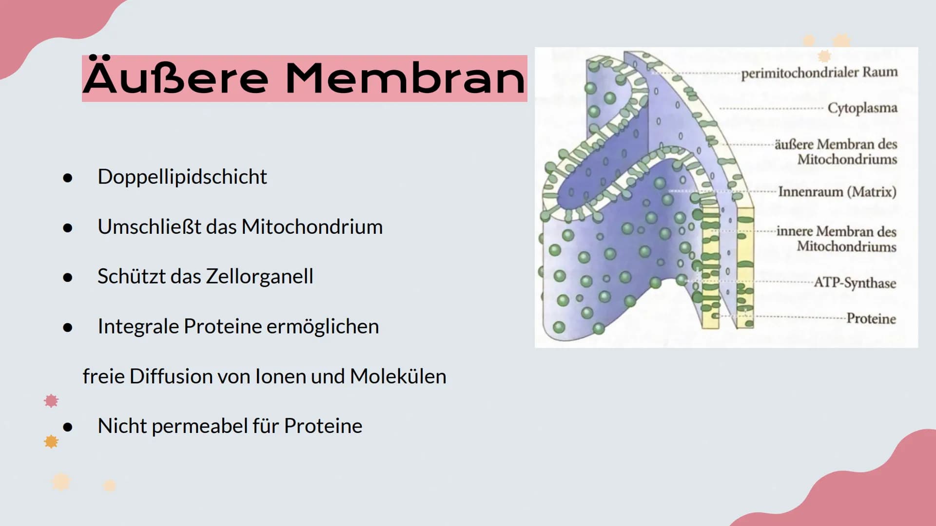 Mitochondrien
Präsentation von Lisa, Emma und Emely 1. Erklärung
2. Aufbau
№
Inhalt
3. Innere und Äußere Membran
4. Verschiedene Typen
5. Fu