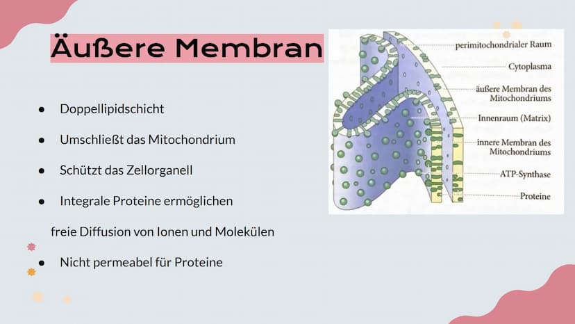 Mitochondrien
Präsentation von Lisa, Emma und Emely 1. Erklärung
2. Aufbau
№
Inhalt
3. Innere und Äußere Membran
4. Verschiedene Typen
5. Fu