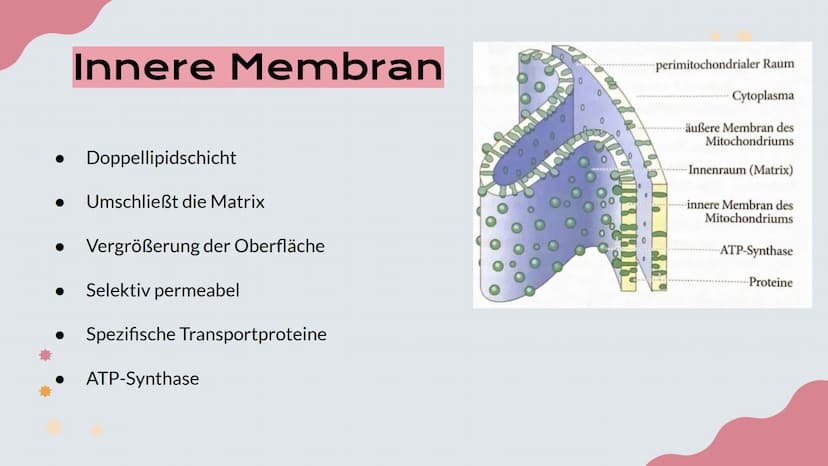 Mitochondrien
Präsentation von Lisa, Emma und Emely 1. Erklärung
2. Aufbau
№
Inhalt
3. Innere und Äußere Membran
4. Verschiedene Typen
5. Fu