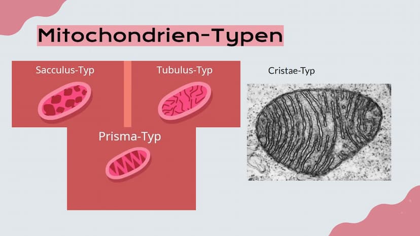 Mitochondrien
Präsentation von Lisa, Emma und Emely 1. Erklärung
2. Aufbau
№
Inhalt
3. Innere und Äußere Membran
4. Verschiedene Typen
5. Fu