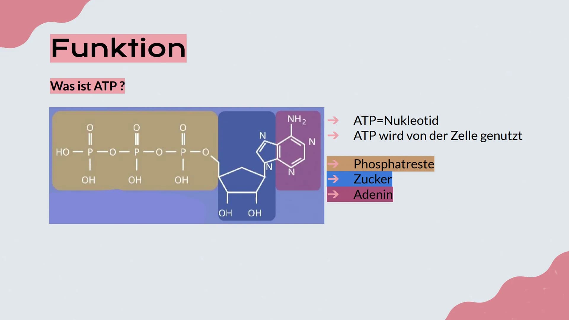 Mitochondrien
Präsentation von Lisa, Emma und Emely 1. Erklärung
2. Aufbau
№
Inhalt
3. Innere und Äußere Membran
4. Verschiedene Typen
5. Fu