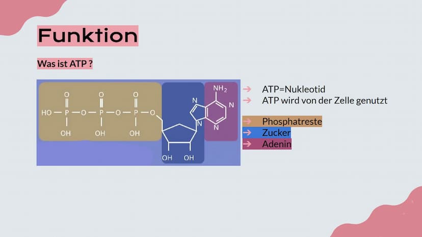 Mitochondrien
Präsentation von Lisa, Emma und Emely 1. Erklärung
2. Aufbau
№
Inhalt
3. Innere und Äußere Membran
4. Verschiedene Typen
5. Fu