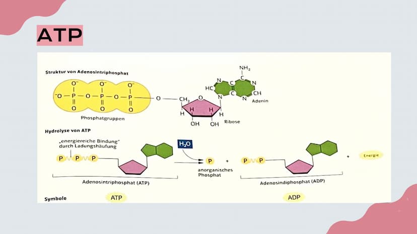 Mitochondrien
Präsentation von Lisa, Emma und Emely 1. Erklärung
2. Aufbau
№
Inhalt
3. Innere und Äußere Membran
4. Verschiedene Typen
5. Fu