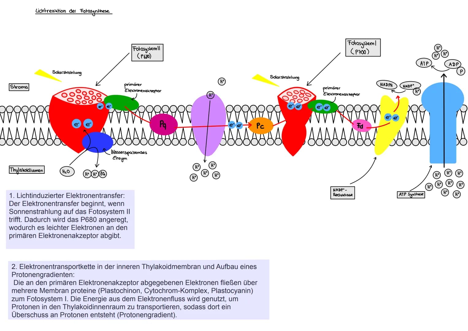 Stroma
Lichtreaktion der Fotosynthese
Solarstrahlung
Thylakoidlumen (H₂O
H*H*
Fotosystem
(P680)
primärer
Elektronenakzeptor
1. Lichtinduzier