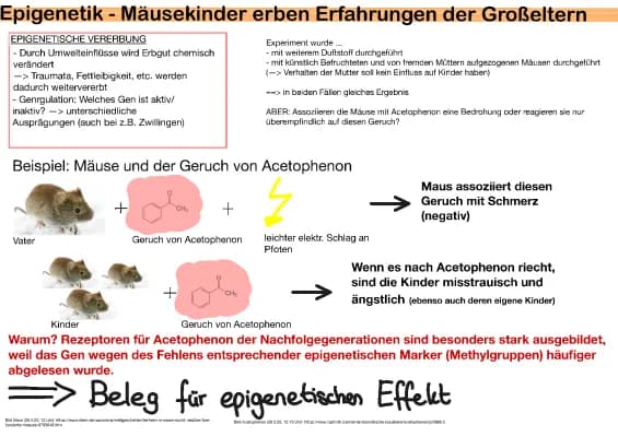 Know Epigenetik - Mäusekinder erben Erfahrungen der Eltern thumbnail