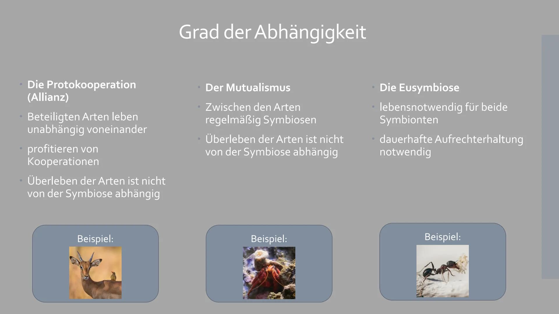 Symbiose
Von Sophia Backhaus und Jule Meiren Inhaltsverzeichnis
Symbiose Definition - was ist das?
Symbiotische Beziehungen - Die 3 Formen d
