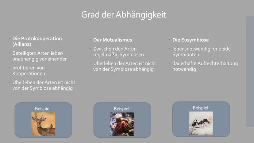 Symbiose
Von Sophia Backhaus und Jule Meiren Inhaltsverzeichnis
Symbiose Definition - was ist das?
Symbiotische Beziehungen - Die 3 Formen d