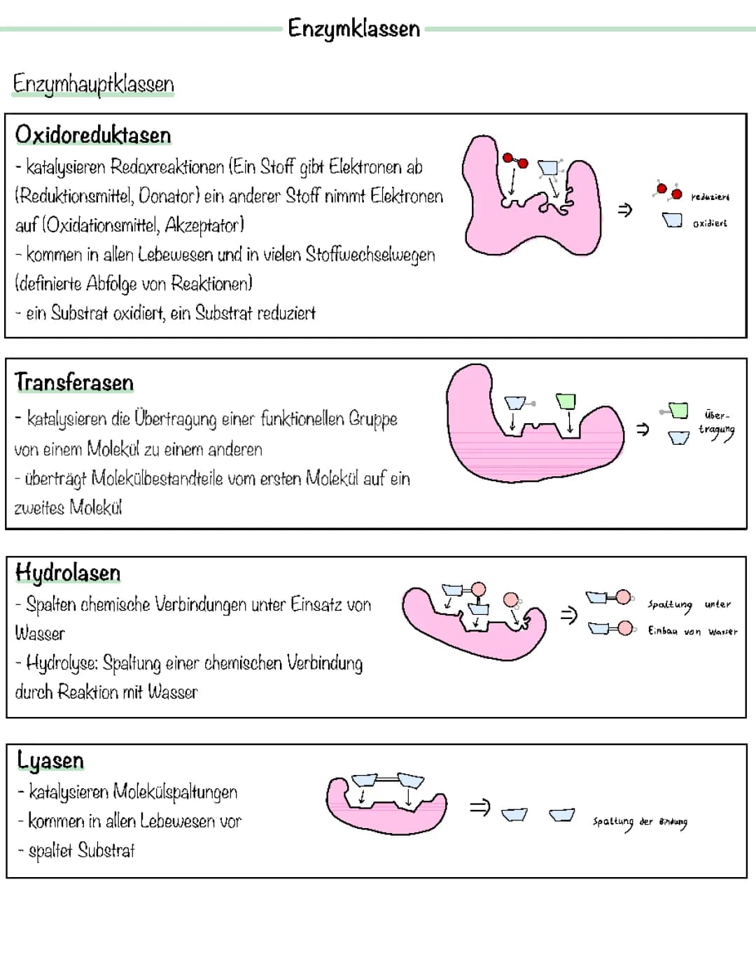 Enzymklassen 