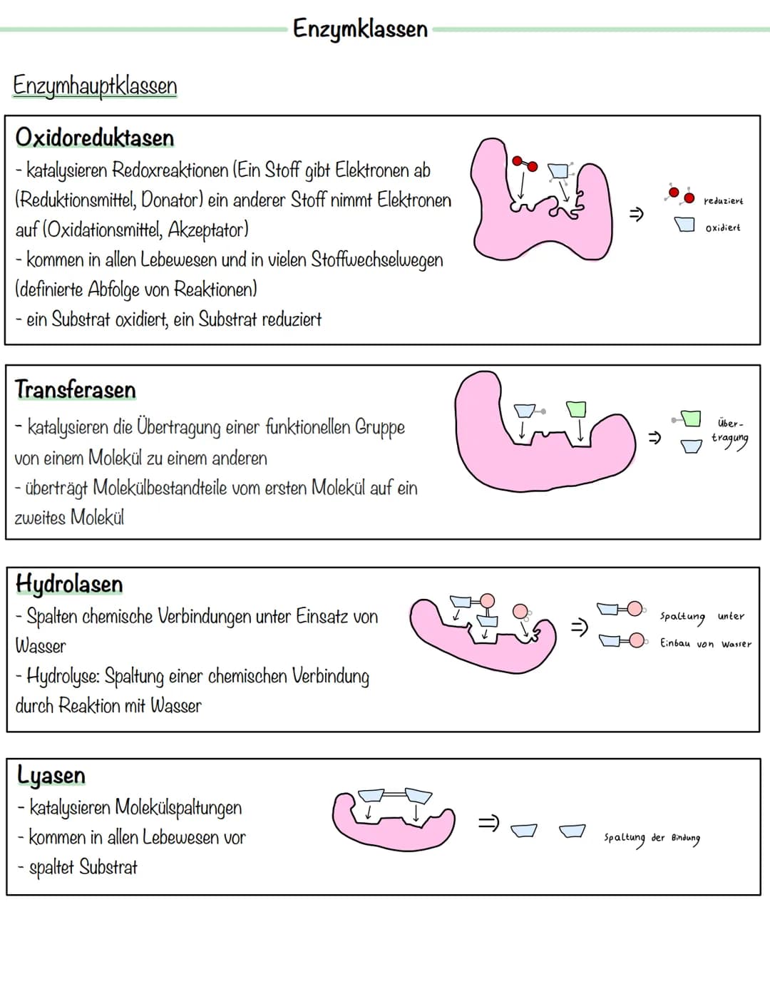 Enzymklassen
Enzymhauptklassen
Oxidoreduktasen
- katalysieren Redoxreaktionen (Ein Stoff gibt Elektronen ab
(Reduktionsmittel, Donator) ein 