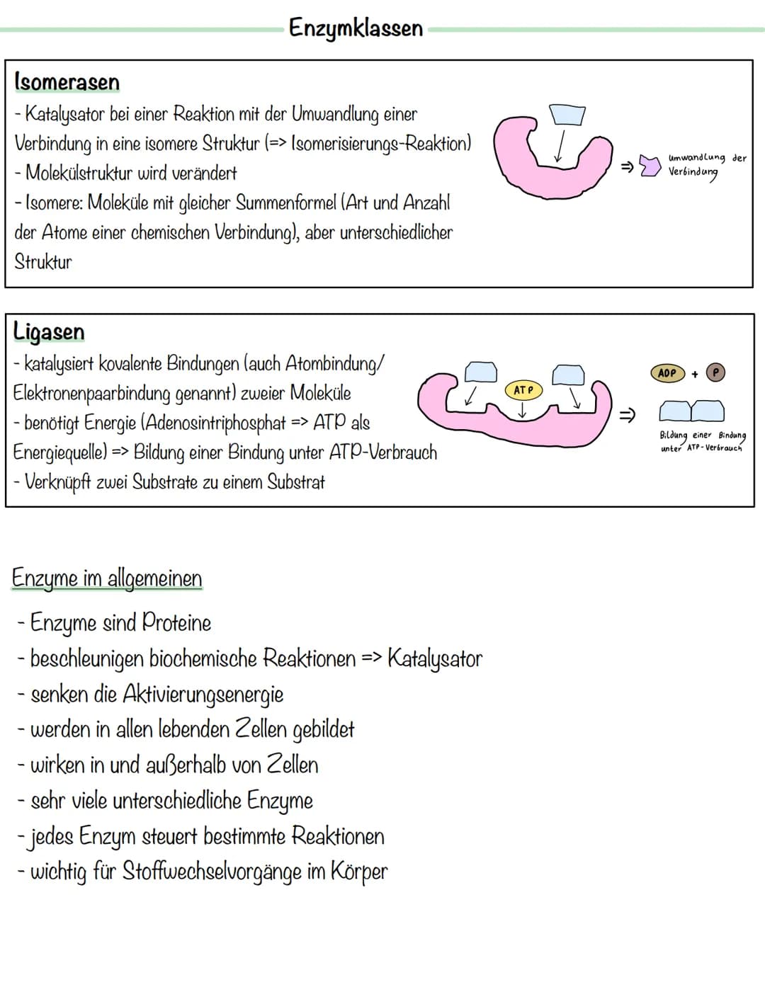 Enzymklassen
Enzymhauptklassen
Oxidoreduktasen
- katalysieren Redoxreaktionen (Ein Stoff gibt Elektronen ab
(Reduktionsmittel, Donator) ein 