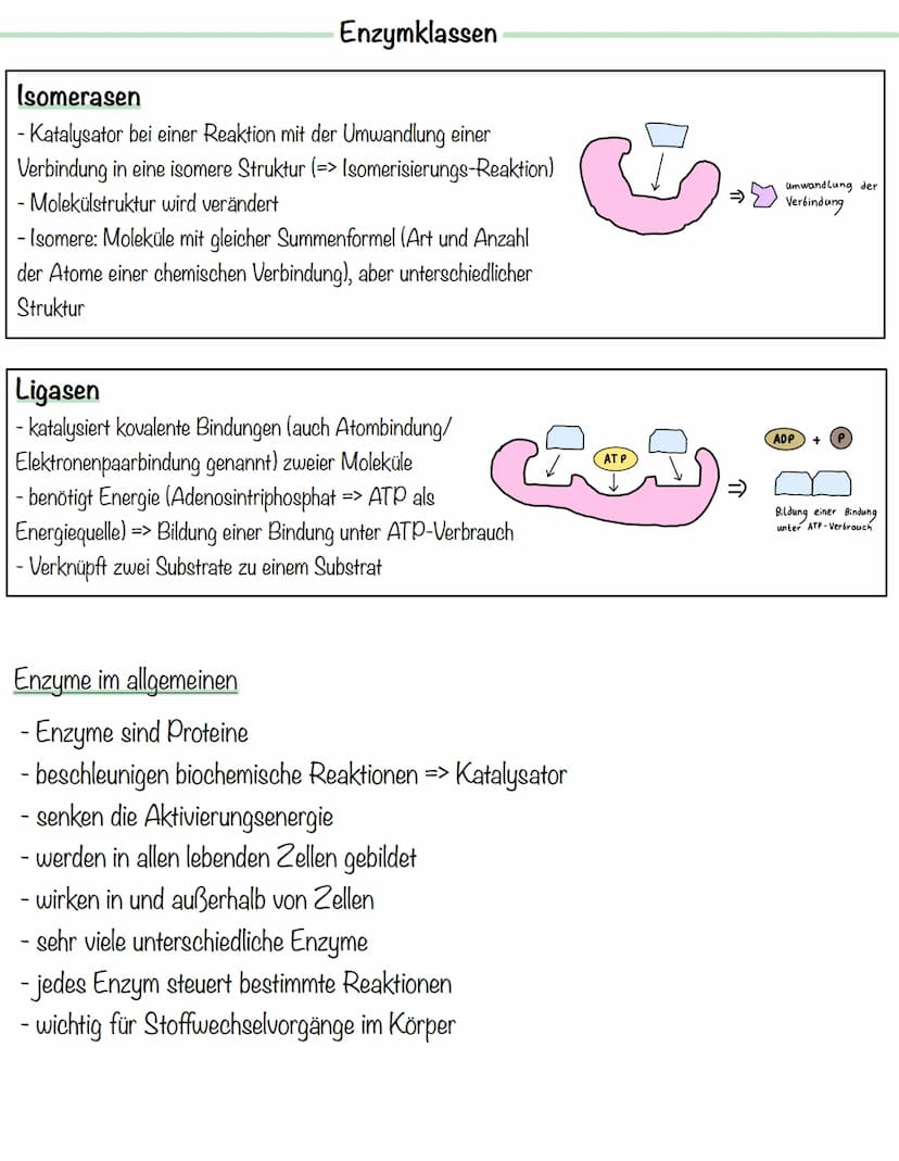 Enzymklassen
Enzymhauptklassen
Oxidoreduktasen
- katalysieren Redoxreaktionen (Ein Stoff gibt Elektronen ab
(Reduktionsmittel, Donator) ein 