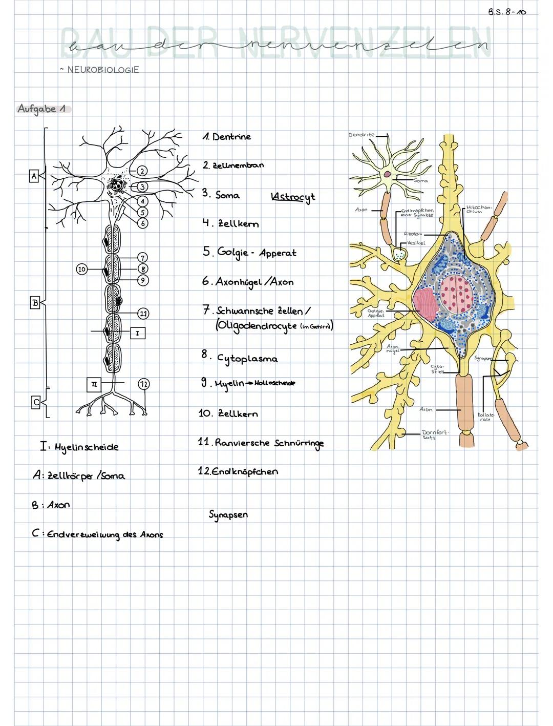Biologie Q1.2
Bau der Nervenzelle
B
10)
II
Aufgaben:
1. Benennen Sie die Bestandteile der Nervenzelle!
8
Dazugehörige Buchseiten:
Grüne Reih
