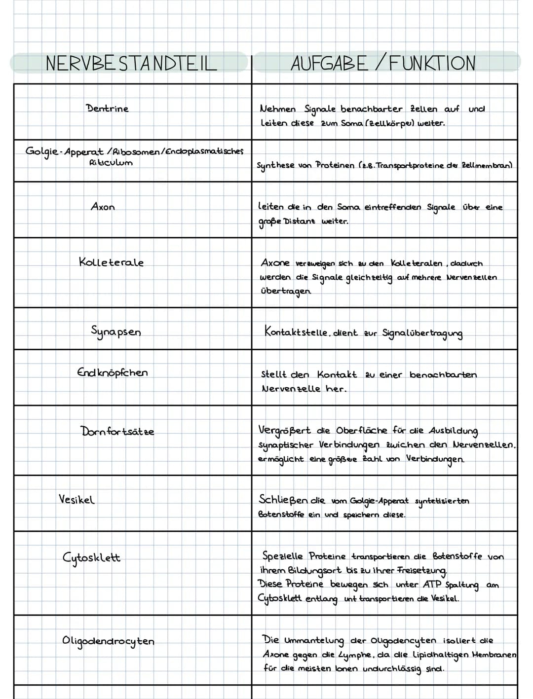 Biologie Q1.2
Bau der Nervenzelle
B
10)
II
Aufgaben:
1. Benennen Sie die Bestandteile der Nervenzelle!
8
Dazugehörige Buchseiten:
Grüne Reih