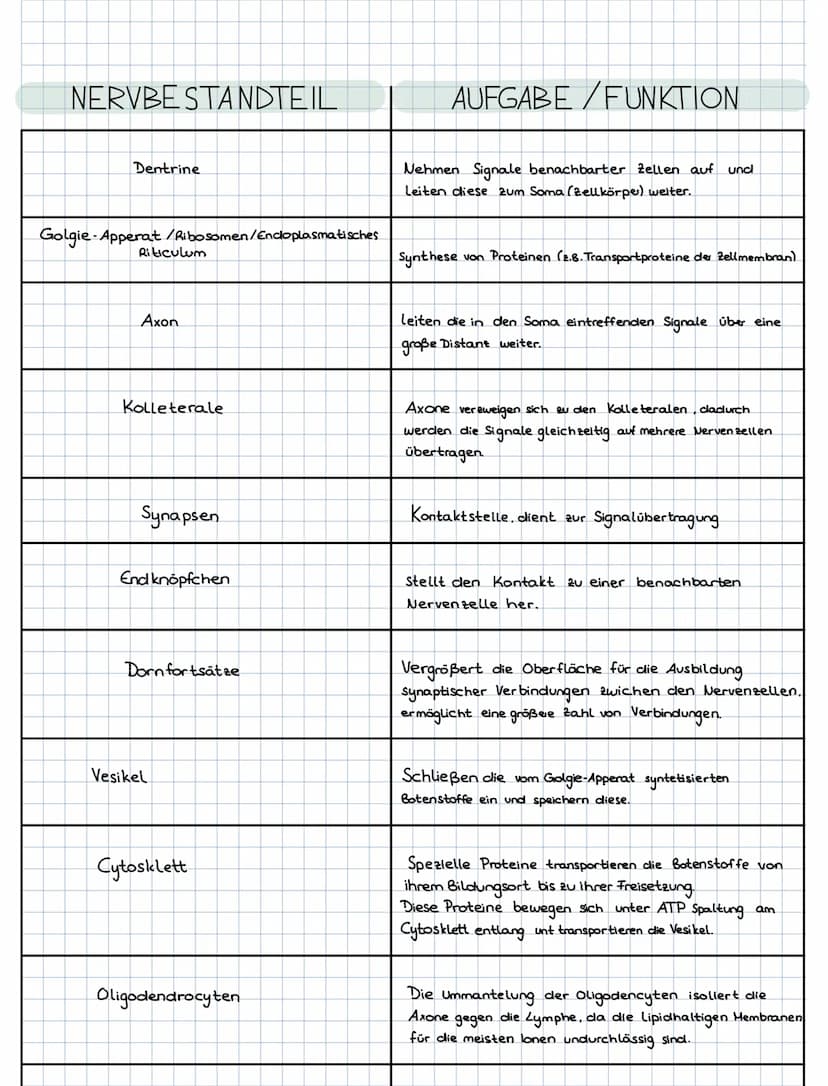 Biologie Q1.2
Bau der Nervenzelle
B
10)
II
Aufgaben:
1. Benennen Sie die Bestandteile der Nervenzelle!
8
Dazugehörige Buchseiten:
Grüne Reih