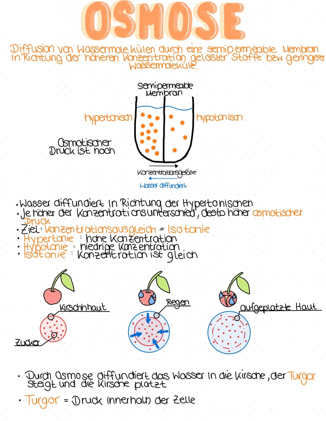 OSMOSE
Diffusion von Wassermole külen durch eine semipermeable Membran
in Richtung der höheren Konzentration gelöster Stoffe bzw geringerer
