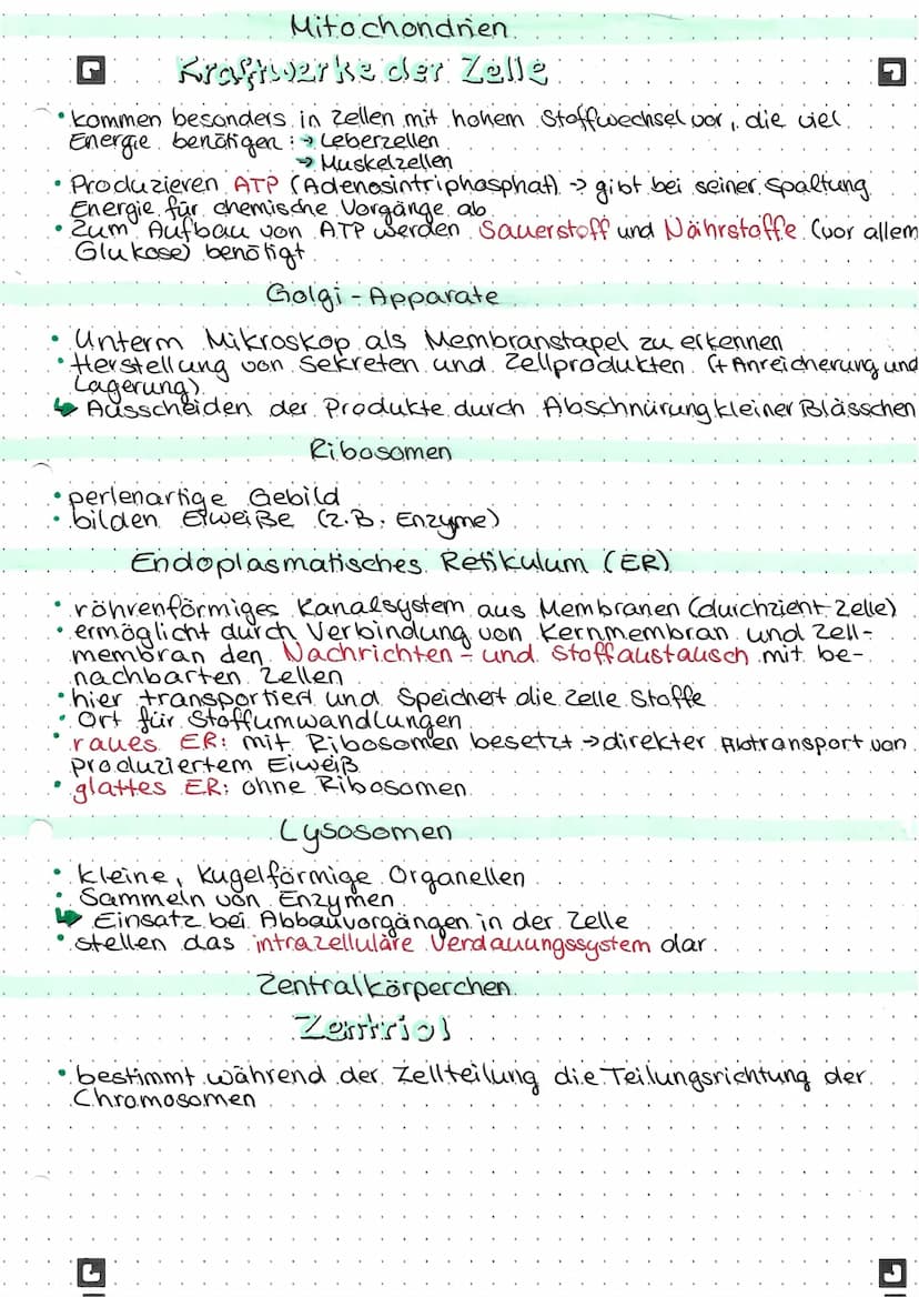 Anatomie und
Physiologie
Zellmembran
G
der Zelle
Umhüllung der Zelle
Barriere zur Außenwelt
nur für bestimmte Stoffe durchlässig
Dadurch: Re