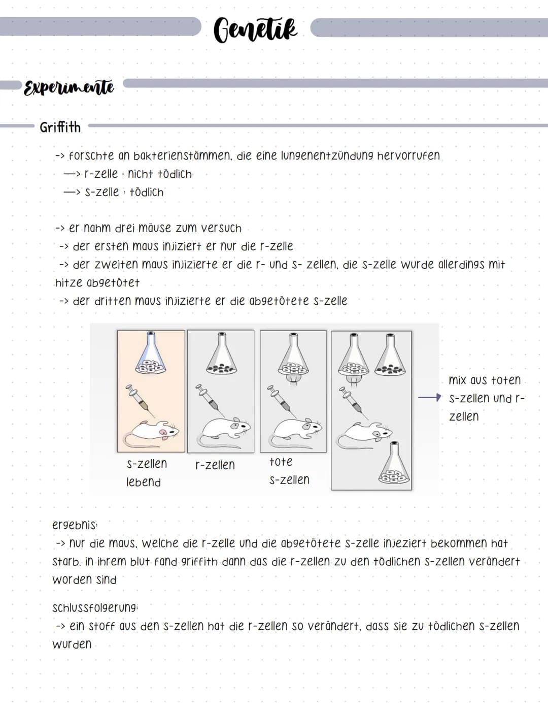 Experimente
Griffith
Genetik
-> forschte an bakterienstämmen, die eine lungenentzündung hervorrufen,
-> r-zelle nicht tödlich
-> S-zelle töd