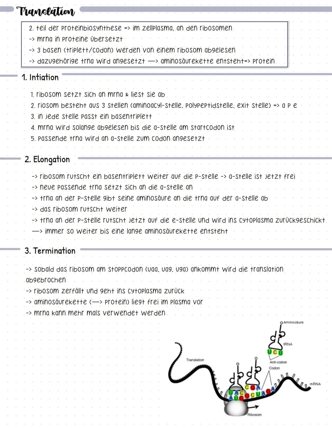 Experimente
Griffith
Genetik
-> forschte an bakterienstämmen, die eine lungenentzündung hervorrufen,
-> r-zelle nicht tödlich
-> S-zelle töd