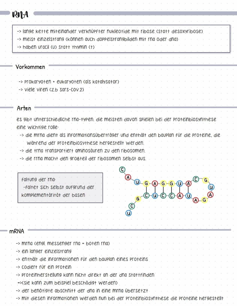 Experimente
Griffith
Genetik
-> forschte an bakterienstämmen, die eine lungenentzündung hervorrufen,
-> r-zelle nicht tödlich
-> S-zelle töd