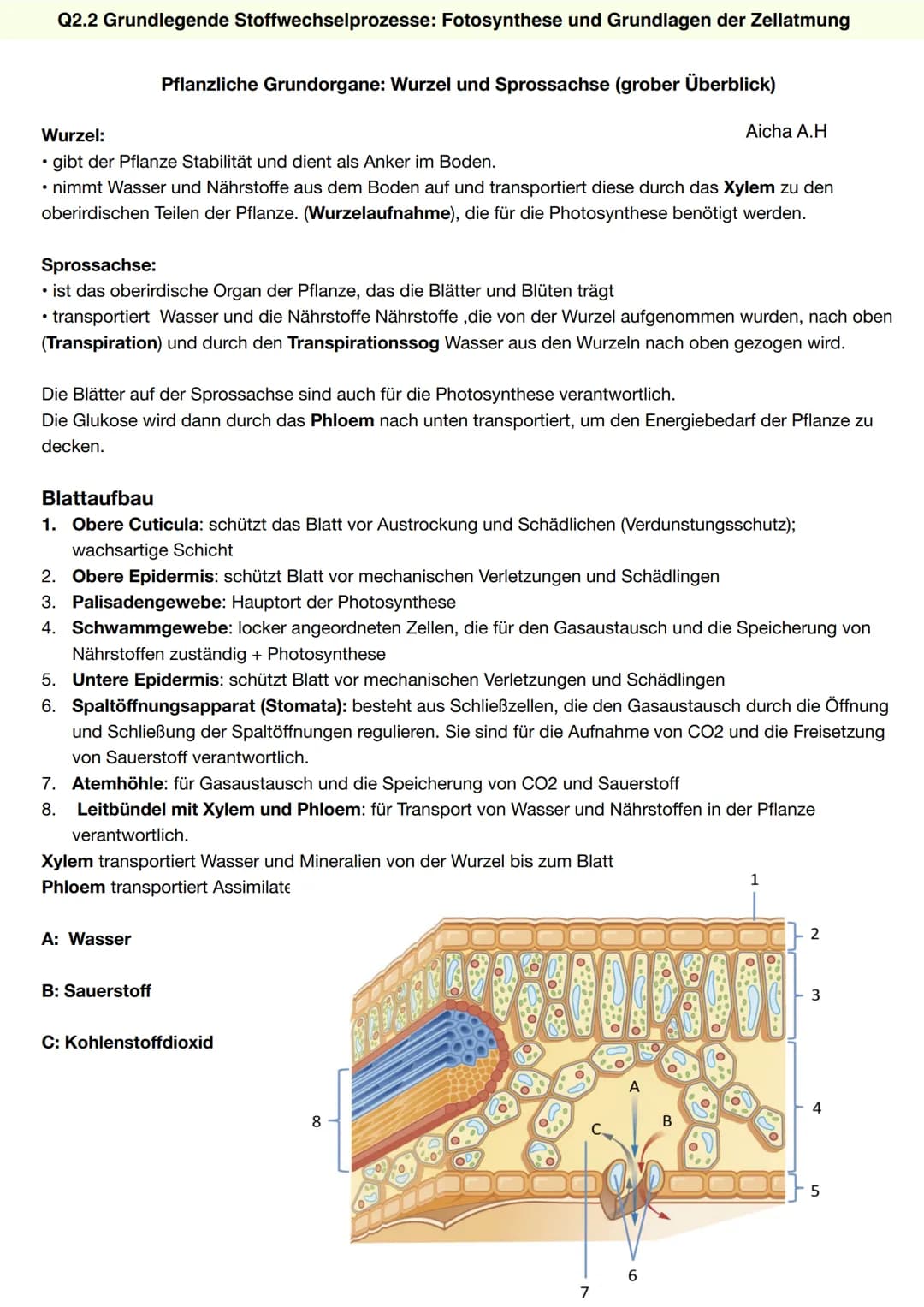 Q2.2 Grundlegende Stoffwechselprozesse:
Fotosynthese und Grundlagen der Zellatmung
Aicha A.H Q2.2 Grundlegende Stoffwechselprozesse: Fotosyn