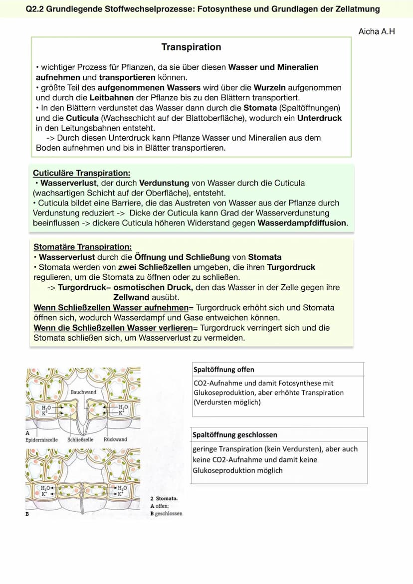 Q2.2 Grundlegende Stoffwechselprozesse:
Fotosynthese und Grundlagen der Zellatmung
Aicha A.H Q2.2 Grundlegende Stoffwechselprozesse: Fotosyn
