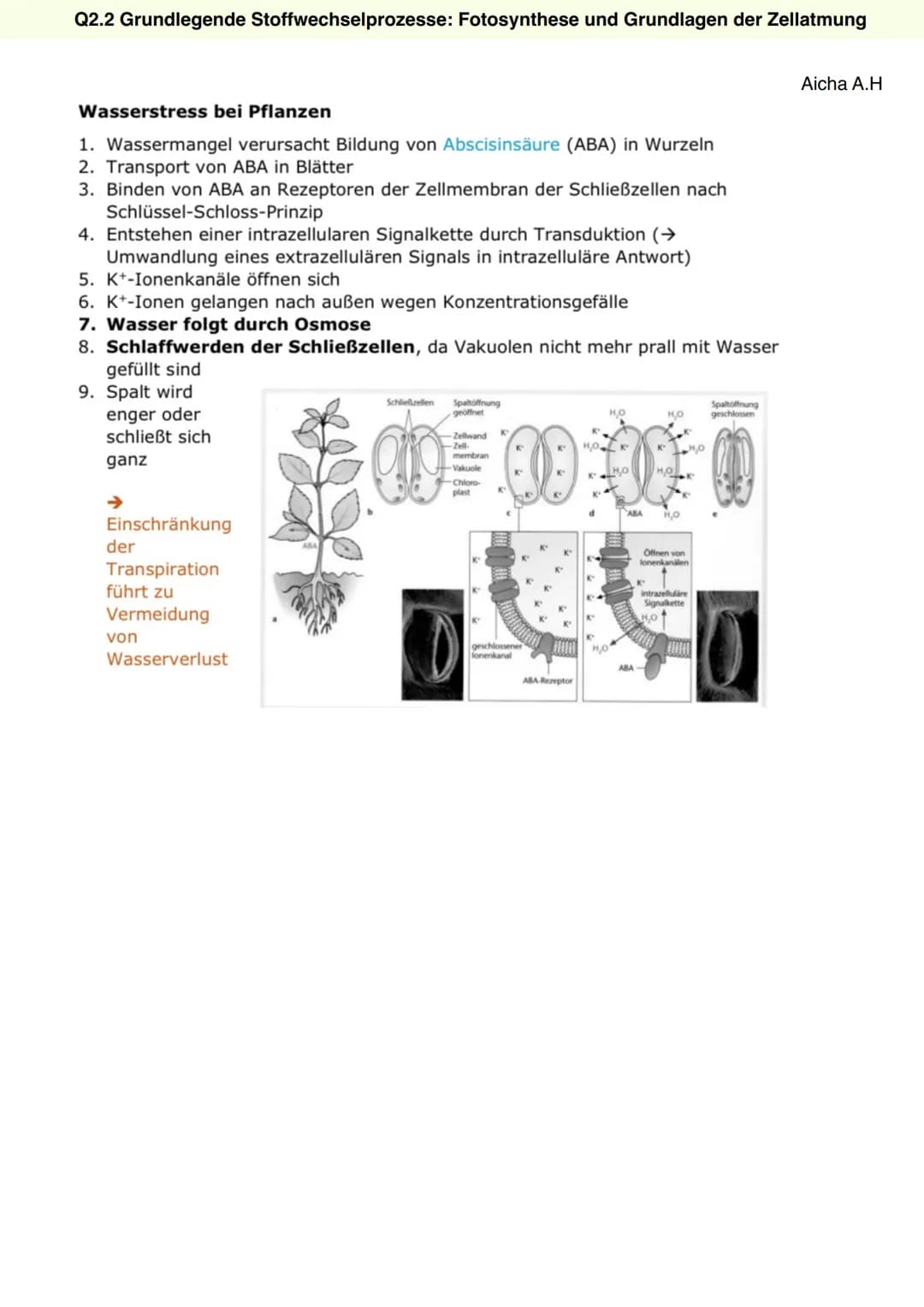Q2.2 Grundlegende Stoffwechselprozesse:
Fotosynthese und Grundlagen der Zellatmung
Aicha A.H Q2.2 Grundlegende Stoffwechselprozesse: Fotosyn