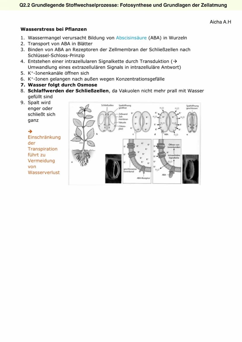 Q2.2 Grundlegende Stoffwechselprozesse:
Fotosynthese und Grundlagen der Zellatmung
Aicha A.H Q2.2 Grundlegende Stoffwechselprozesse: Fotosyn