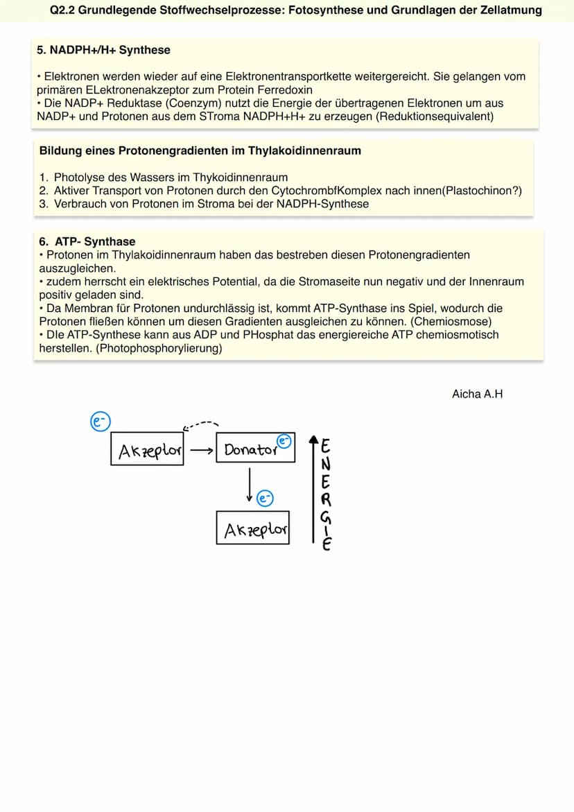 Q2.2 Grundlegende Stoffwechselprozesse:
Fotosynthese und Grundlagen der Zellatmung
Aicha A.H Q2.2 Grundlegende Stoffwechselprozesse: Fotosyn