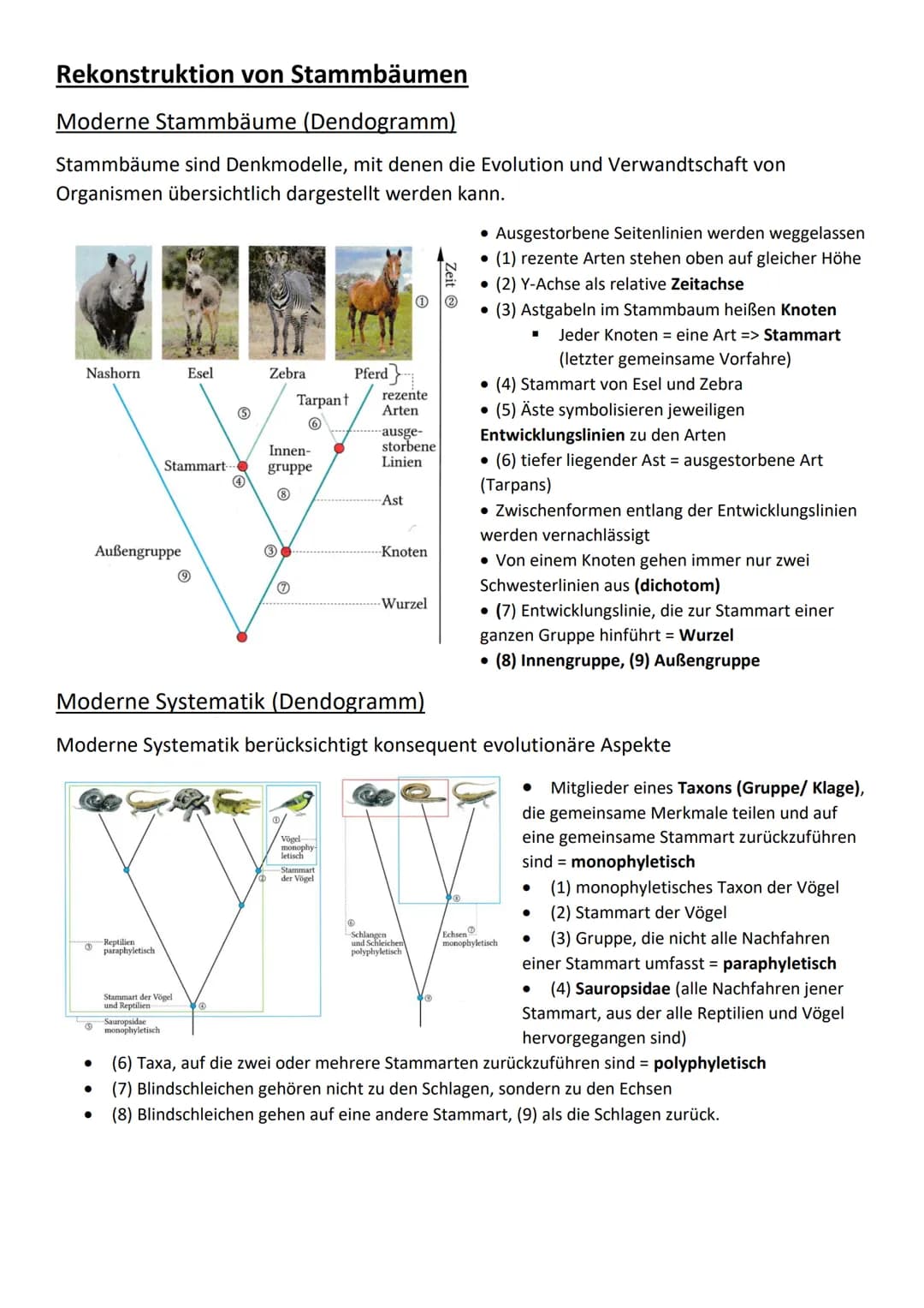 Rekonstruktion von Stammbäumen
Moderne Stammbäume (Dendogramm)
Stammbäume sind Denkmodelle, mit denen die Evolution und Verwandtschaft von
O