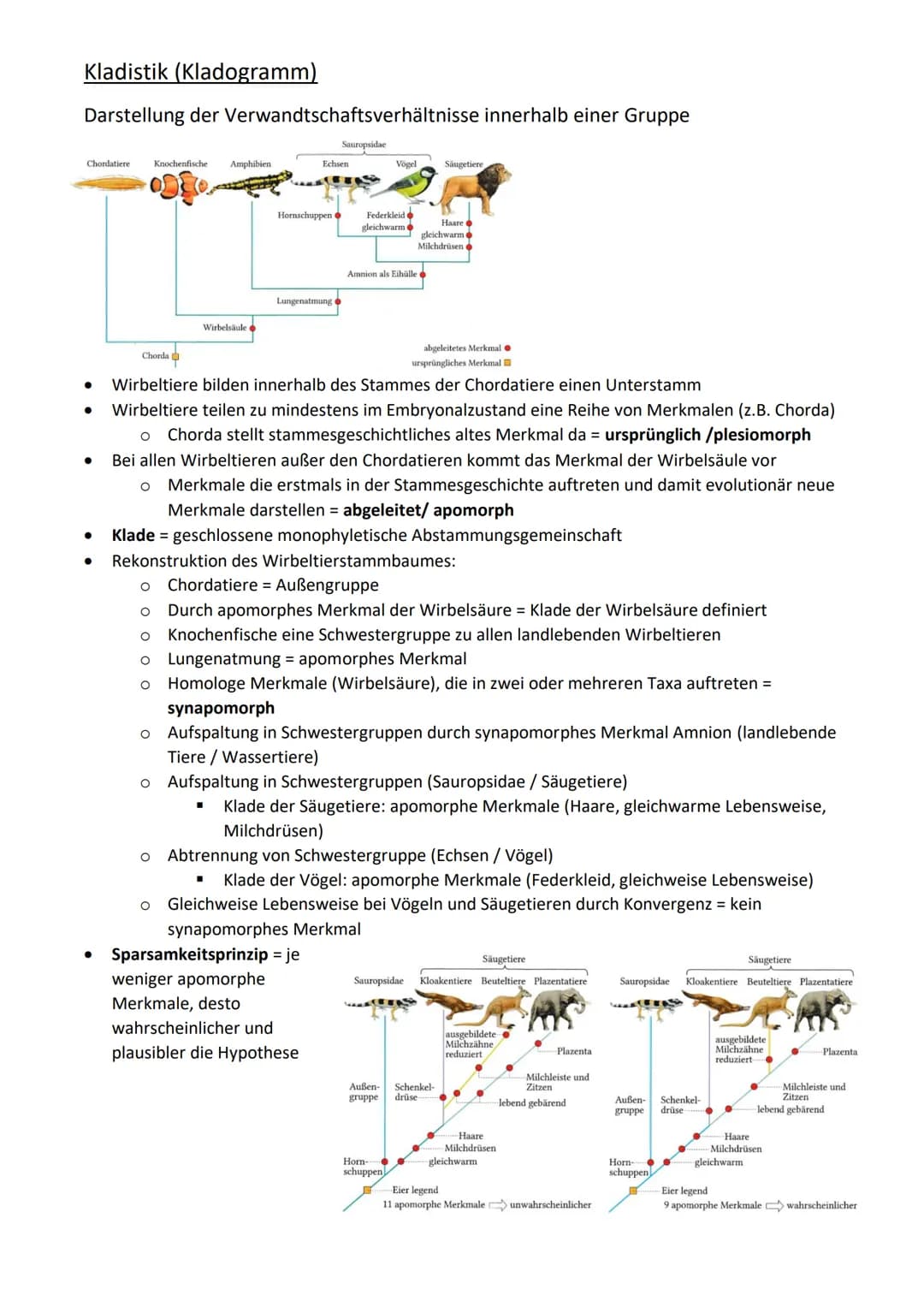 Rekonstruktion von Stammbäumen
Moderne Stammbäume (Dendogramm)
Stammbäume sind Denkmodelle, mit denen die Evolution und Verwandtschaft von
O