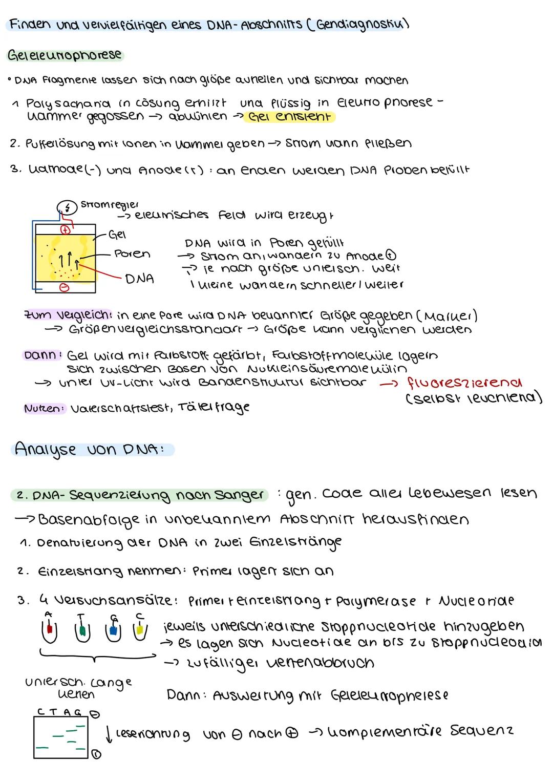 # GENTEC H NIK

Definition Gentechniu:

Methoden der gezieniien Ausschaltung bestimmter Gene oder der übertragung fremder
Gene in den Genbes