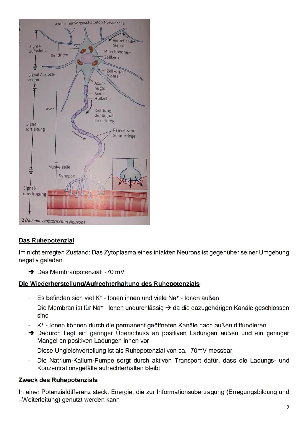 Gliederung
8.1: Nervenzellen und Nervensysteme
8.2: Das Ruhepotenzial
8.3: Das Aktionspotenzial an Nervenzellen
8.4: Kontinuierliche und sal