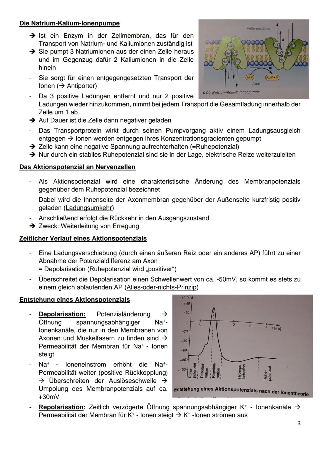 Gliederung
8.1: Nervenzellen und Nervensysteme
8.2: Das Ruhepotenzial
8.3: Das Aktionspotenzial an Nervenzellen
8.4: Kontinuierliche und sal