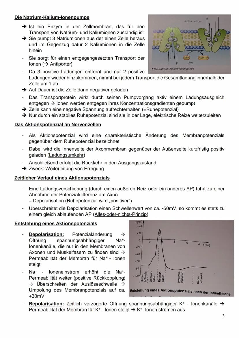 Gliederung
8.1: Nervenzellen und Nervensysteme
8.2: Das Ruhepotenzial
8.3: Das Aktionspotenzial an Nervenzellen
8.4: Kontinuierliche und sal