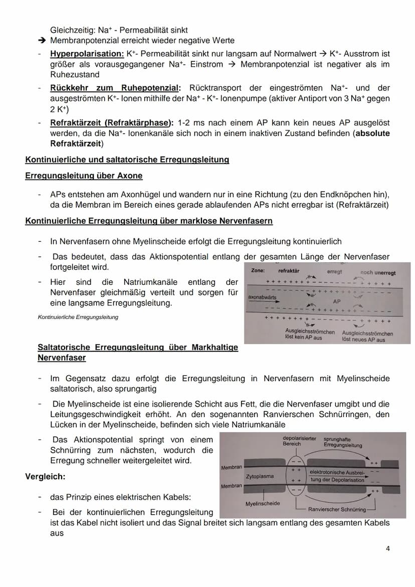 Gliederung
8.1: Nervenzellen und Nervensysteme
8.2: Das Ruhepotenzial
8.3: Das Aktionspotenzial an Nervenzellen
8.4: Kontinuierliche und sal