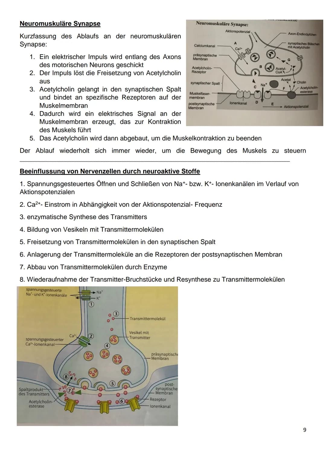 Gliederung
8.1: Nervenzellen und Nervensysteme
8.2: Das Ruhepotenzial
8.3: Das Aktionspotenzial an Nervenzellen
8.4: Kontinuierliche und sal