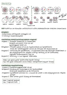 Know Genetik - Abiturlernzettel komplett  thumbnail